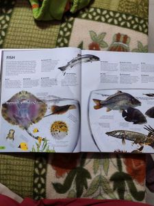 WOW! Visual Encyclopedia