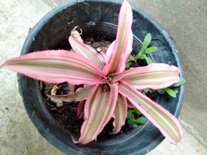 Assorted Beautiful Leaves Combo Plants