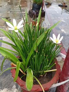 White Lily Bulb