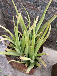 Aloe Plant