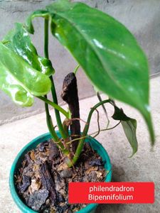 Assorted Indoor And Bonsai Plant.