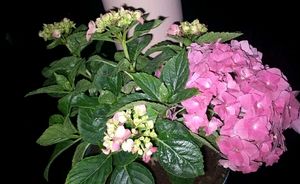 Hydrangea