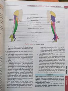 BD Chaurasia Anatomy Volume 1 And 2  Textbook