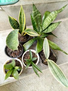 Snake Plant Variety Pack