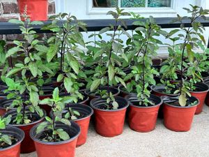 Tulsi Plant