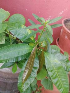 Mango Plant