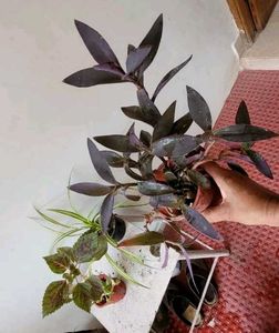 Set 3 Heart' Purple 💜 &amp; Pandanus&amp; Colous Plant