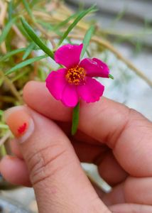 Portulaca