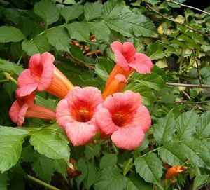 Trumpet Vine
