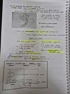 Marrow ENT Notes - Medical Study Aid