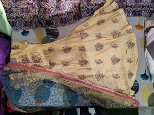 Golden Yellow Gaon Very Beautiful Looking