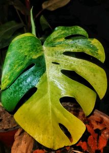 Monstera Aurea