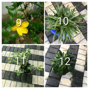 you can select 10 Live root plants