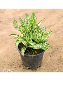 Aglaonema Indoor/Outdoor Plant With Pot.