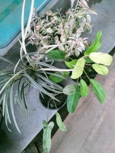 Adenium Seeds and plants combo offer