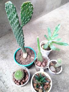 Assorted  Seccullents And Cactus