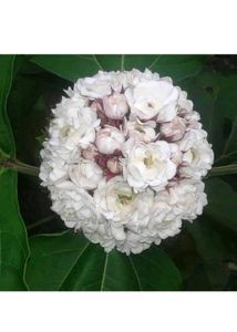 Hajari Mogra