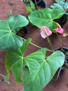 10 Live Root Plants