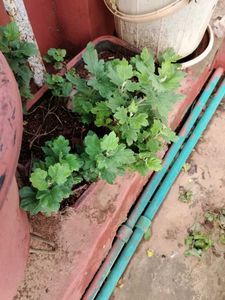 3 Colours Of Chamunthi