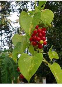 Giloy Natural Plants