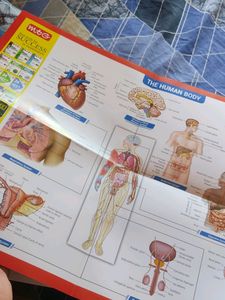 Ncert At Your Fingertips Biology (New)