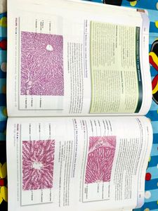 Difiores Histology
