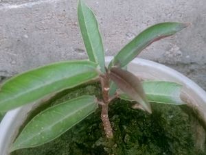 Peregrina Flowering Evergreen Plant