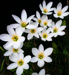Elegant White Rain Lily Bulbs