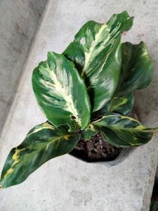 Mix Plants Combo Offer(5 Varities)