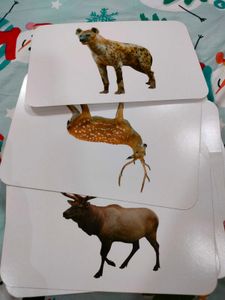 Animals / Birds Cards Toys