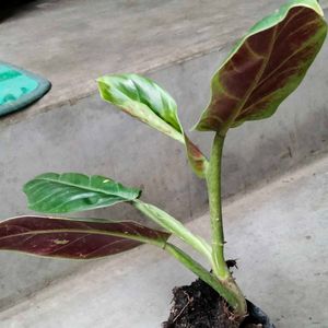Mix Plants Combo Offer(5 Varities)