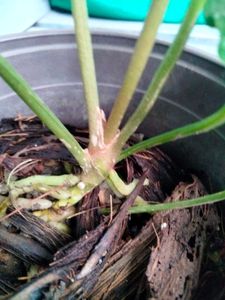 Anthurium Big Leaf Type With Blackish Stem