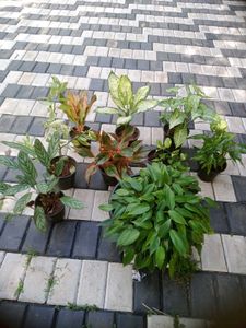 10 Live Root Plants