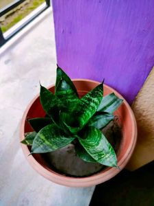 Sansevieria “Hahnii” Birds Nest Dwarf Snake Plant