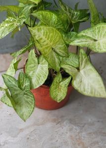 Syngonium Podophyllum Arrowhead Love The Nature