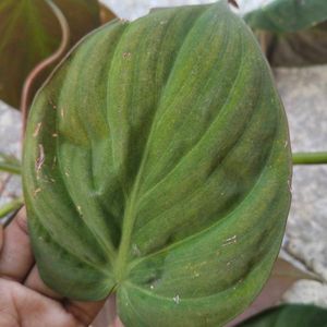 Copper Color Shading Money Plant's Cuttings