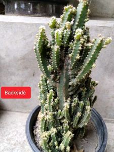 Succulent and Cactus Assortment