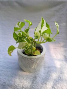 Concrete Pot With Live Plant