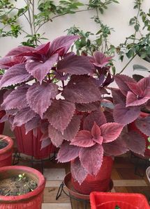 Coleus Plant