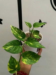 Money Plant With Pot