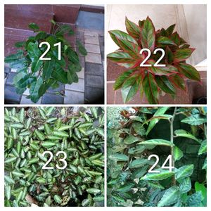 you can select 10 Live root plants