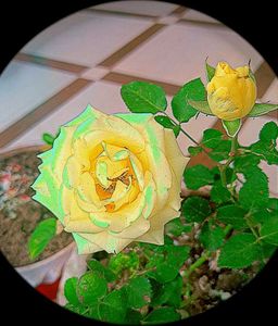 Yellow Rose Plant