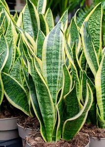 Plant Philodendron White Princess 3 Diff Varietie