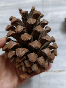 Combo Of Pine Tree For Decorations