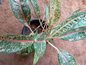 Aglaonema Plant - Chinese Evergreen