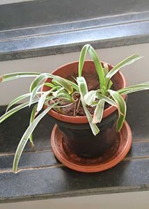 Two well rooted spider plants live