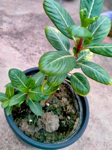 Sadabahar 5 Plants