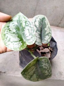 Air Purifying Pothos N Snygonuims Combo Offer.