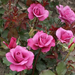 Rainbow  And Hazari Rose Plant Pack Of 2 ..