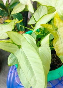 Combo live plants ☘️☘️☘️